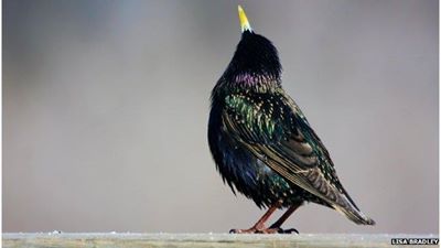 Shakespeare's references to birds have inspired bird lovers for centuries, so much so, that one German immigrant to the US decided to introduce as many of them to his adoptive country: http://bbc.in/1l6arNd

 One day he released 60 starlings in the hope they'd start breeding. Unfortunately, they did.
